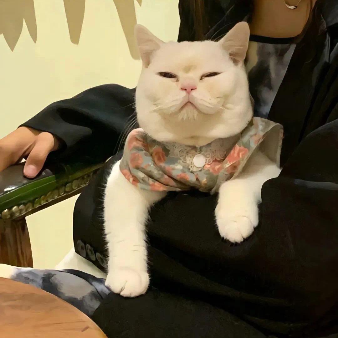 六月🐱