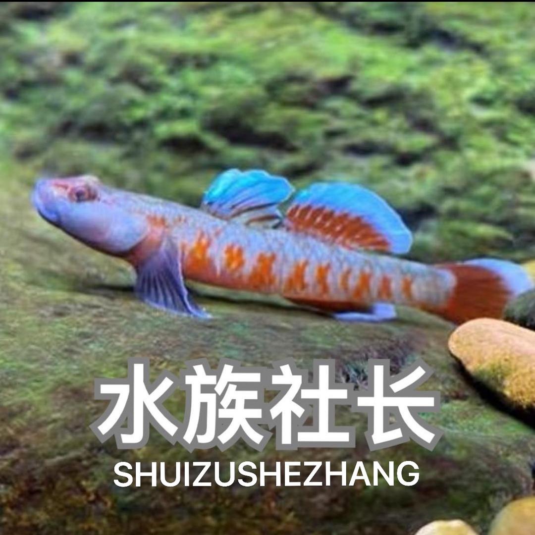 水族社长  SHUIZUSHEZHANG