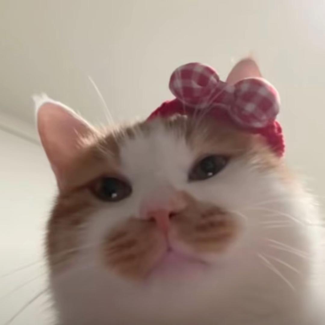 天才小猫