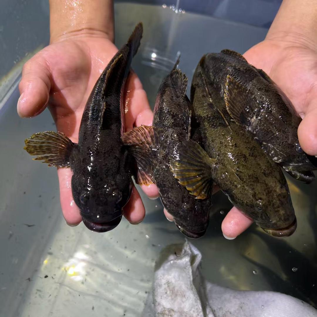 AAA浙江开化土布鱼繁育基地