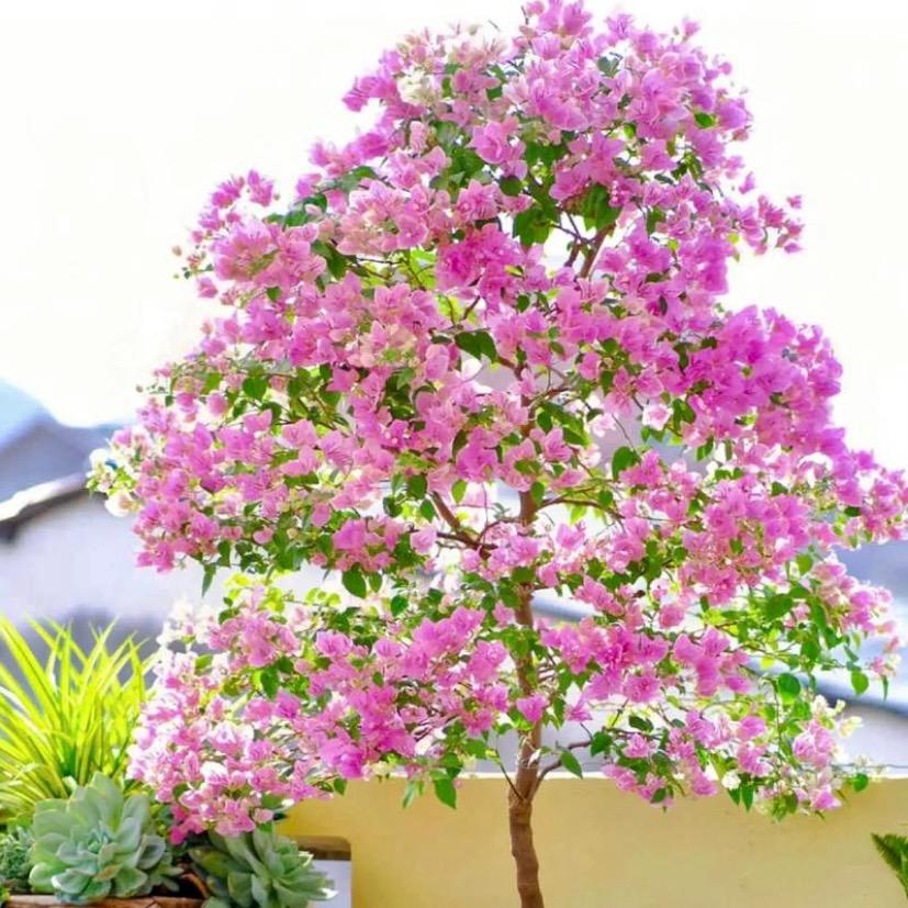 这有间花店（三角梅花卉）