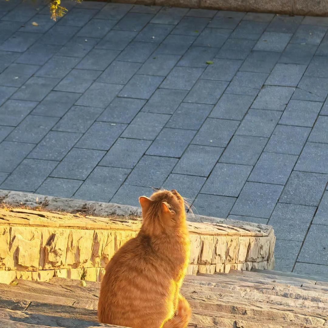 巴洛克的一只兔