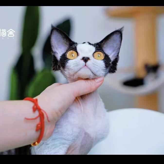 小姨妈的猫乐园