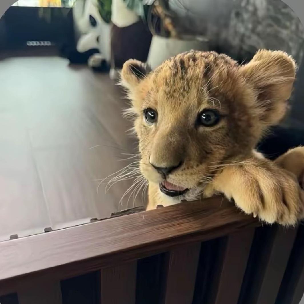 ㅤ︋ㅤ︋ㅤㅤㅤ    ㅤ