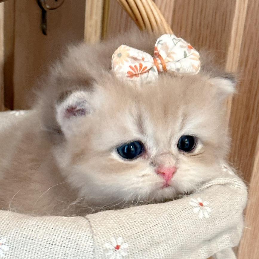 广州Moonful家的猫