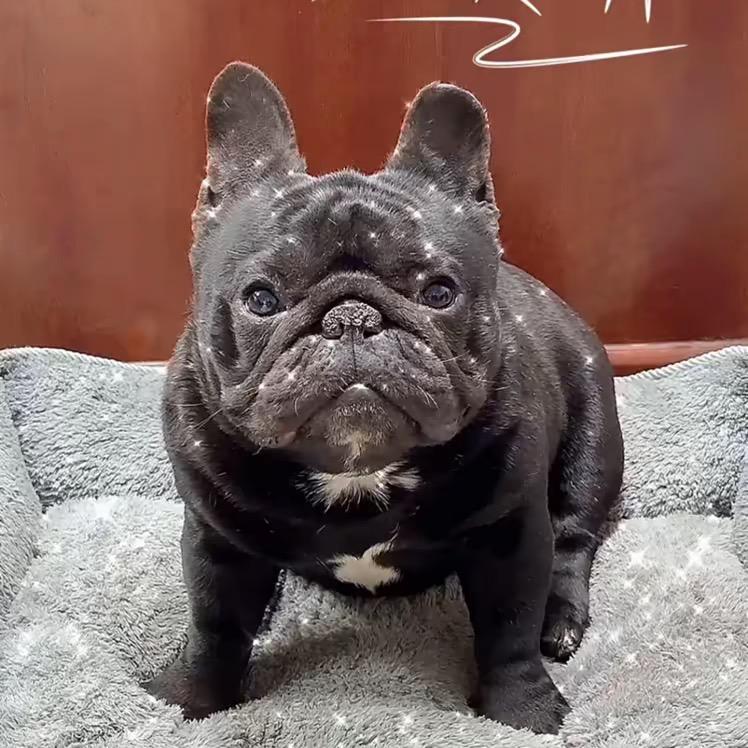 巴奴法斗