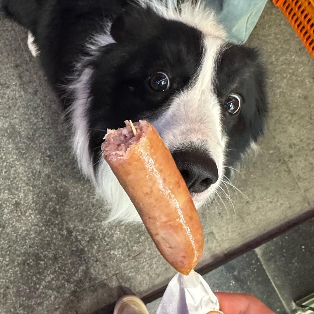 讨淘🐶（洋杨梦女版）
