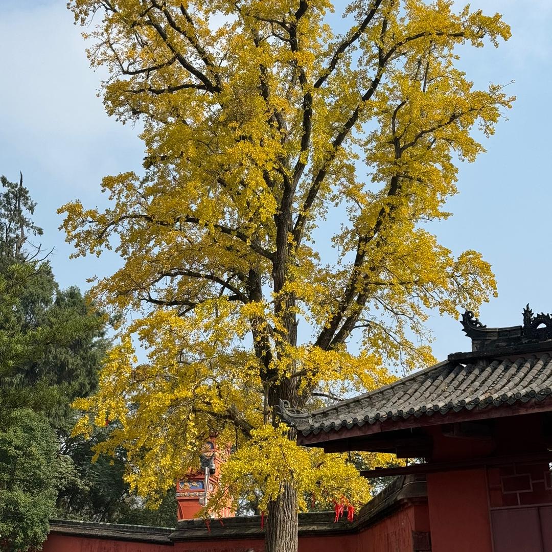 牛奶加咖啡