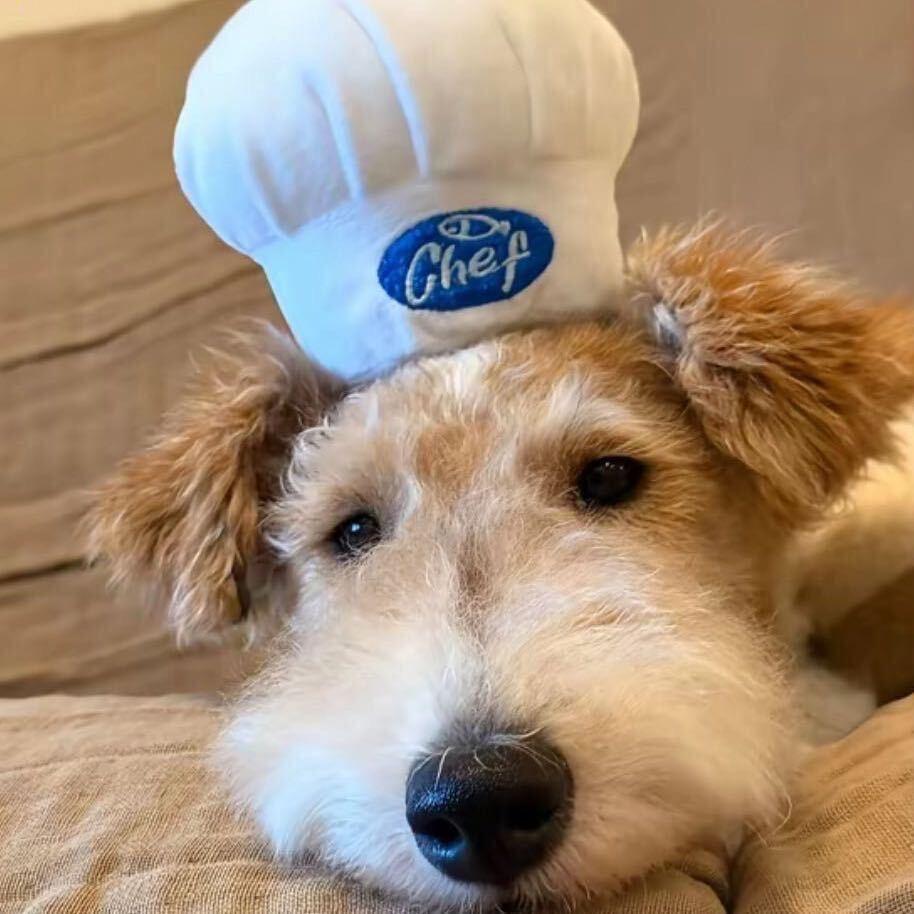 可我不叫糯米滋