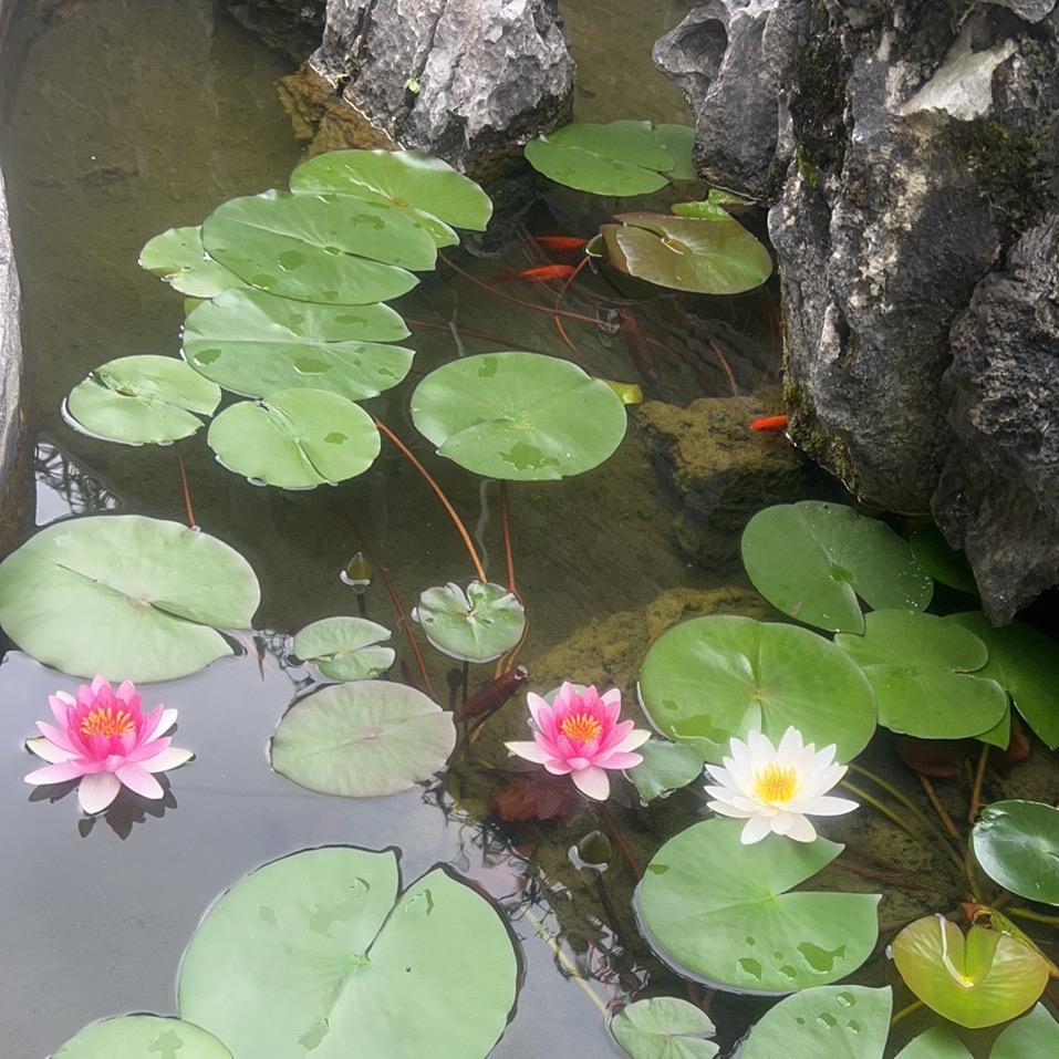 ❤️心语❤️心愿