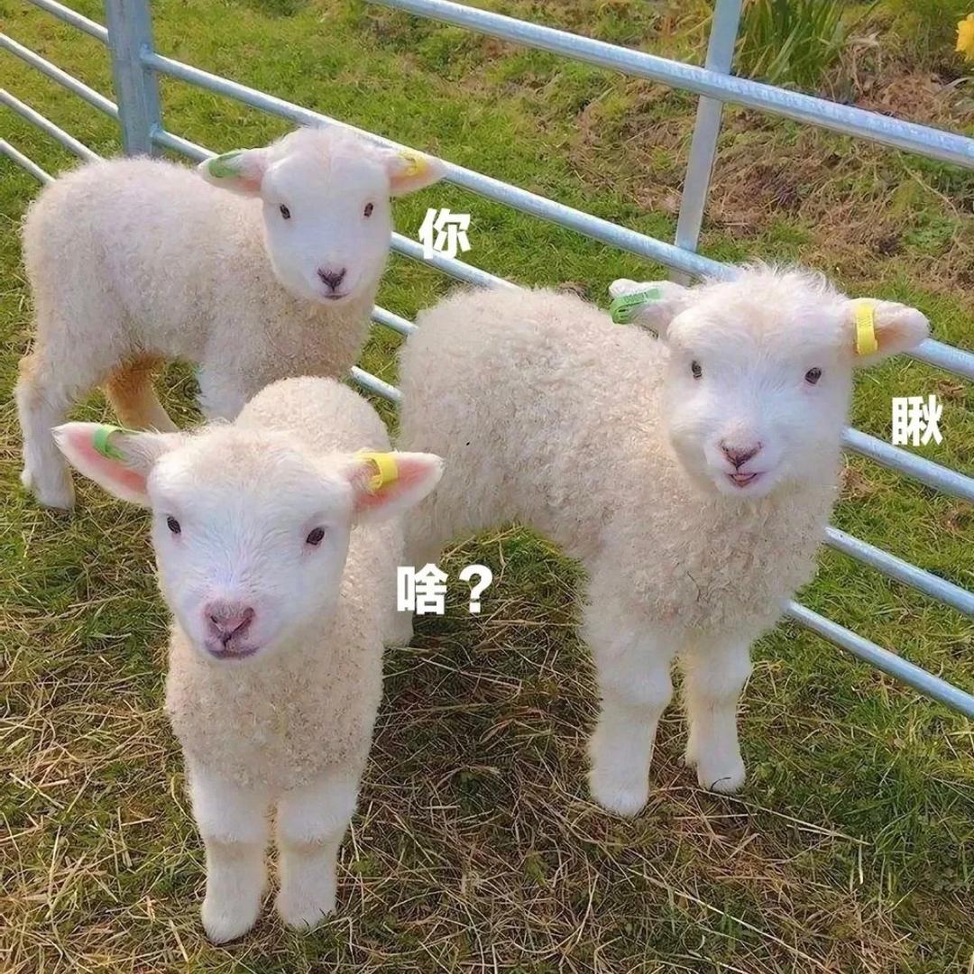 逃跑小羊🐑