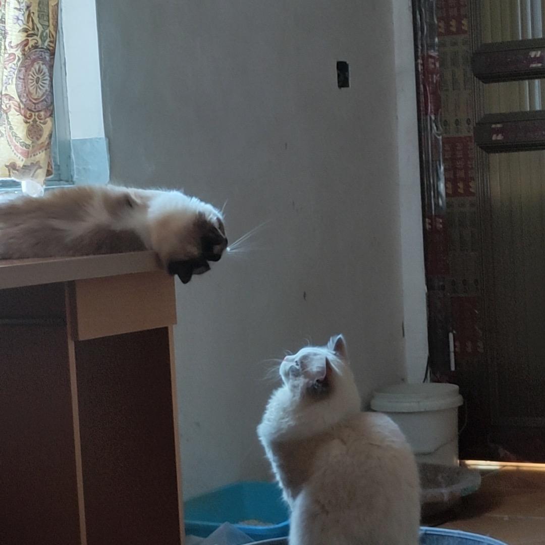 柒丶