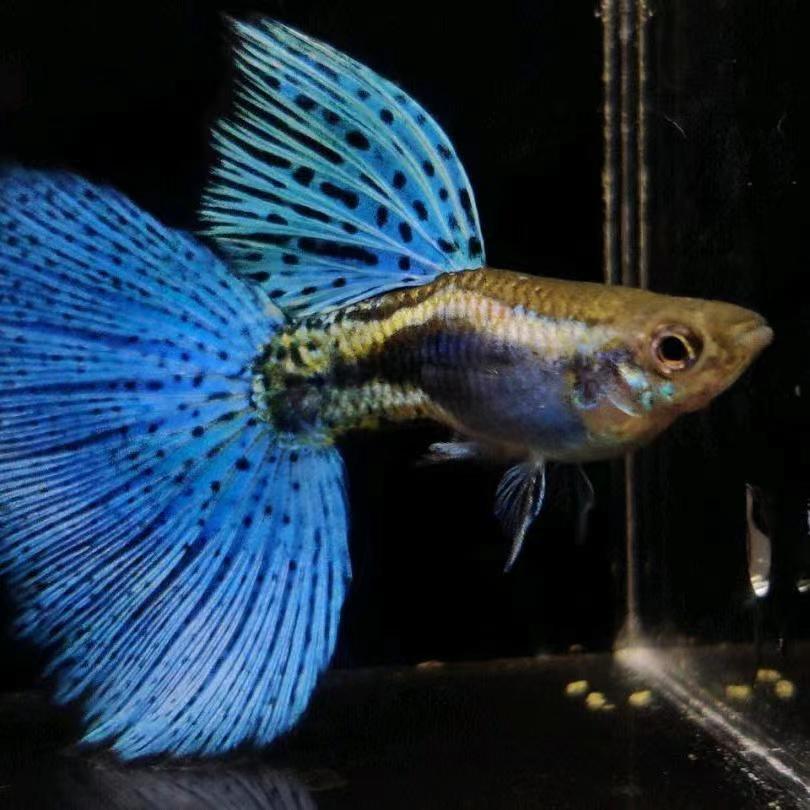 宇萱水族馆