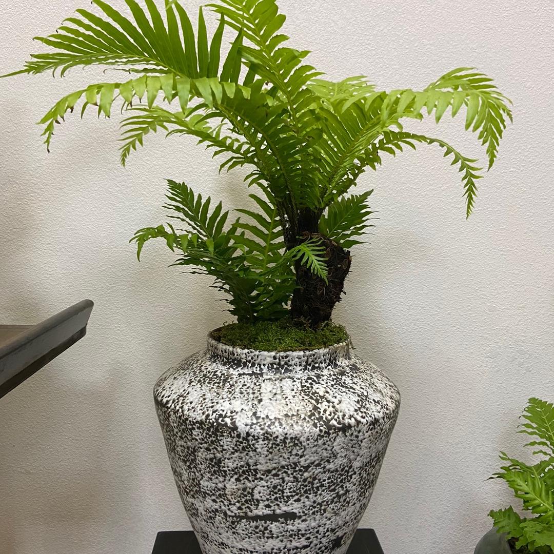 富贵蕨蕨语心境从从容容