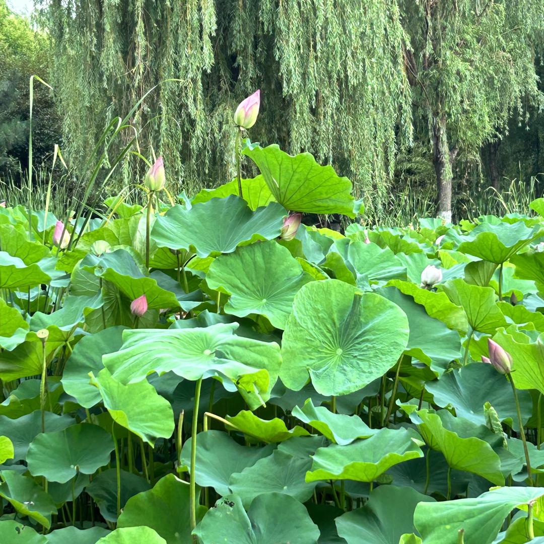 静心