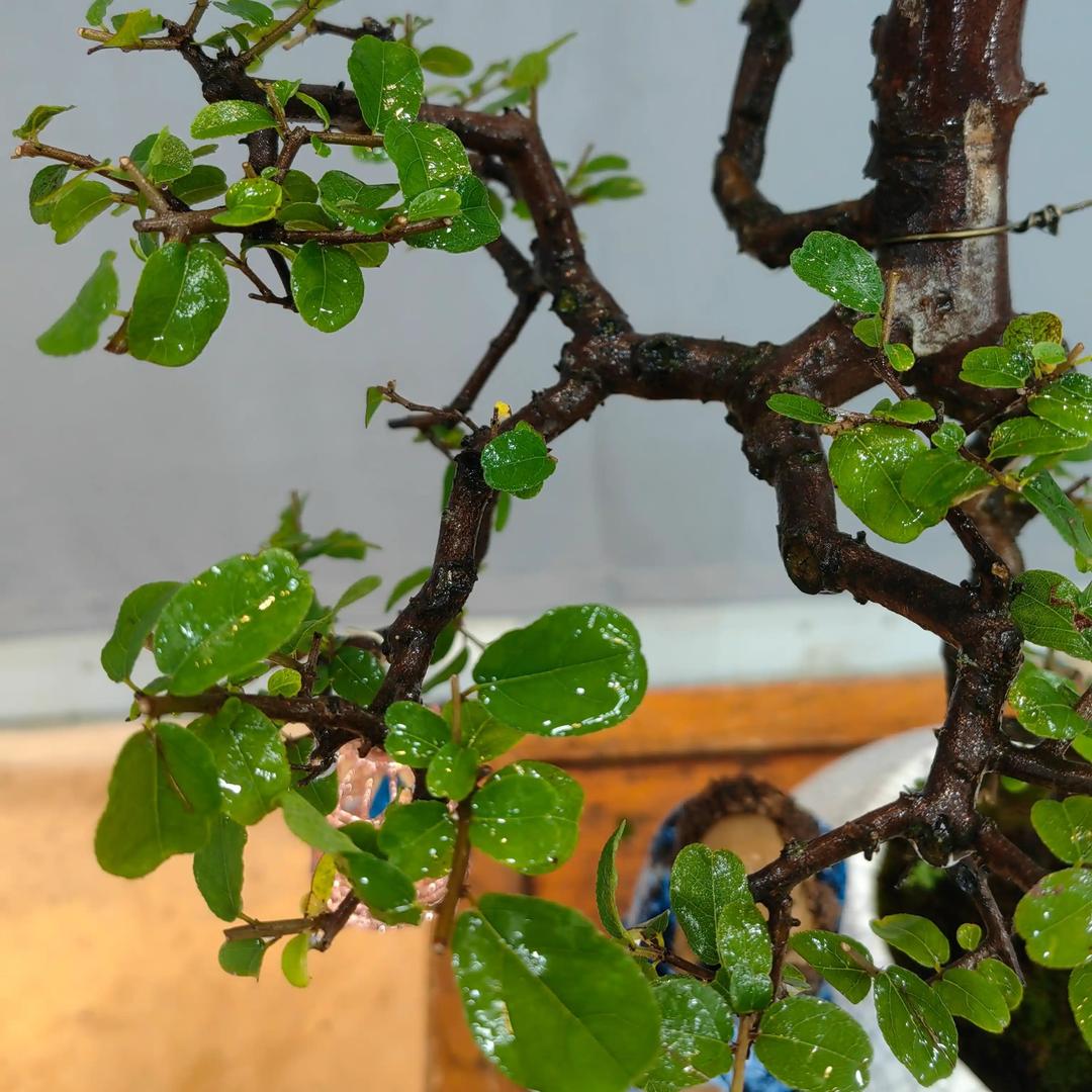 绿植挖桩记