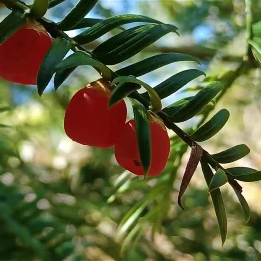 枫韵红豆杉（精品树合法红豆杉原木）