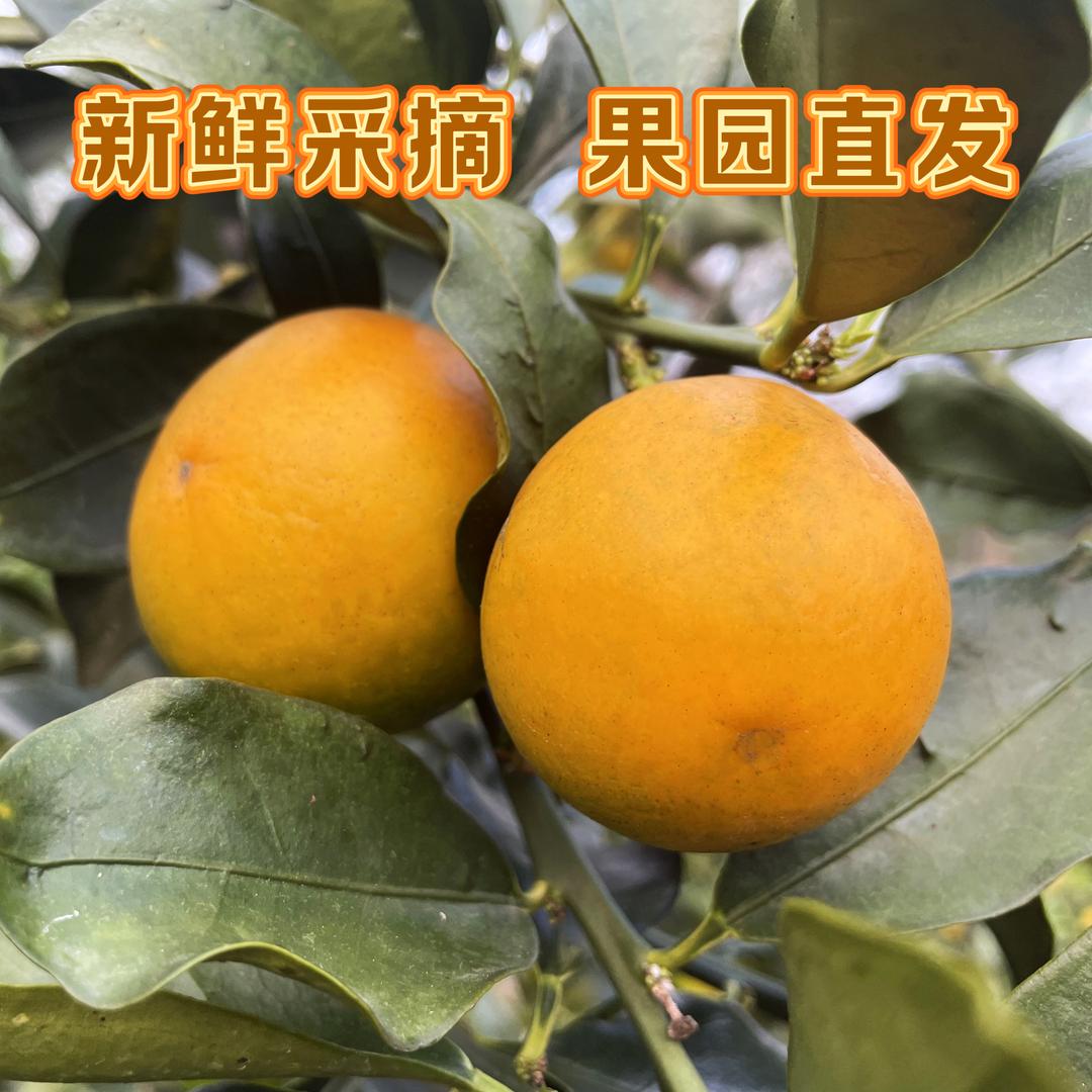 东成脆蜜金桔