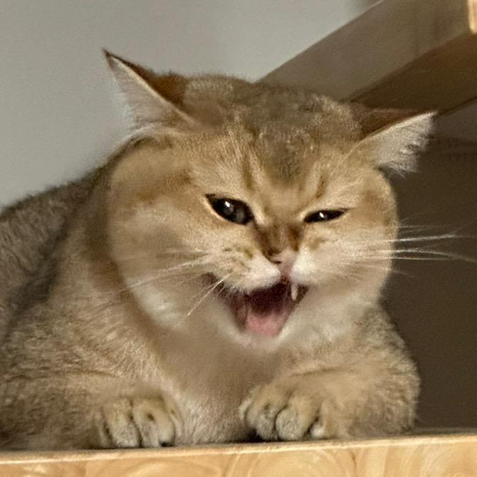 罐罐喵🐱（说话算话版）