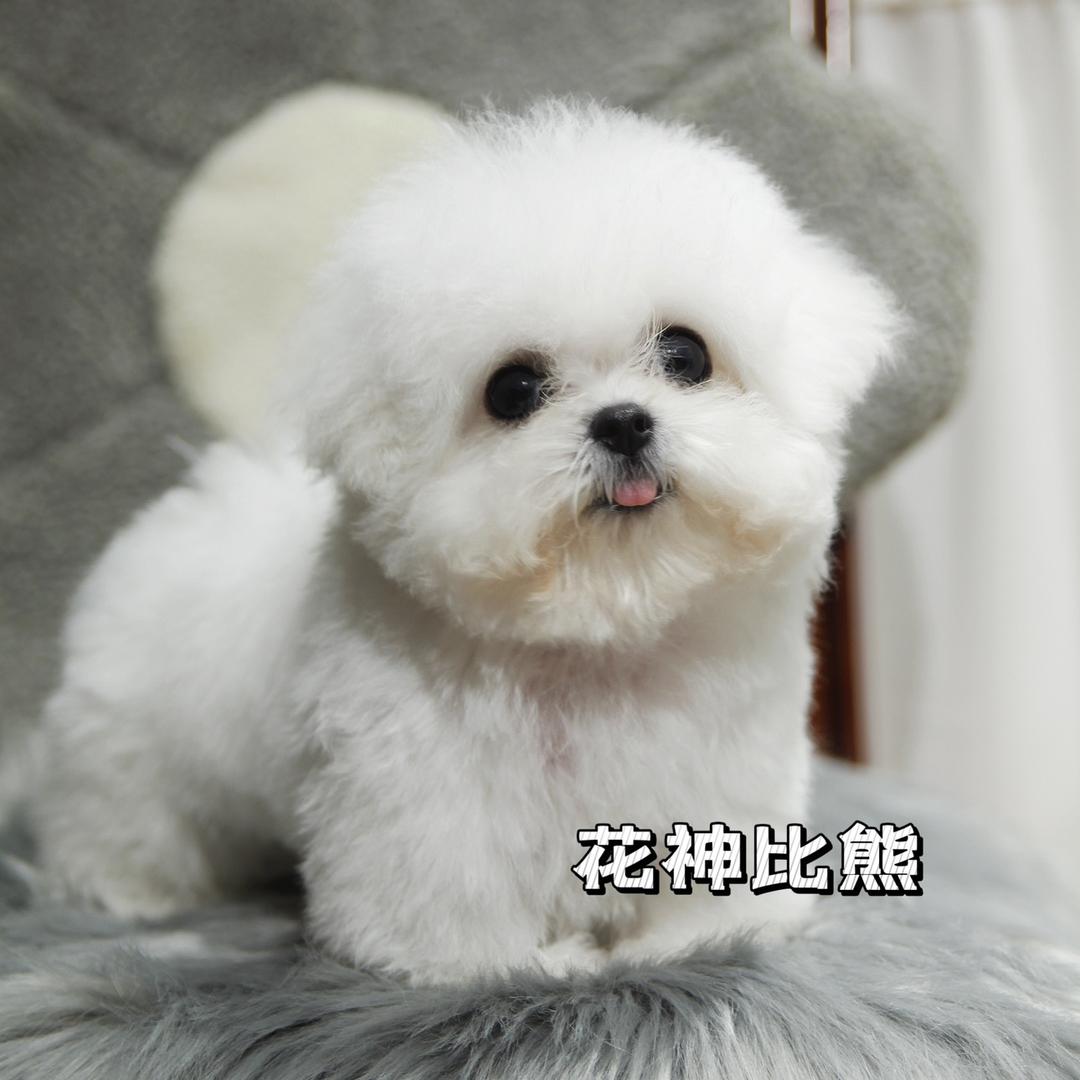 花神比熊