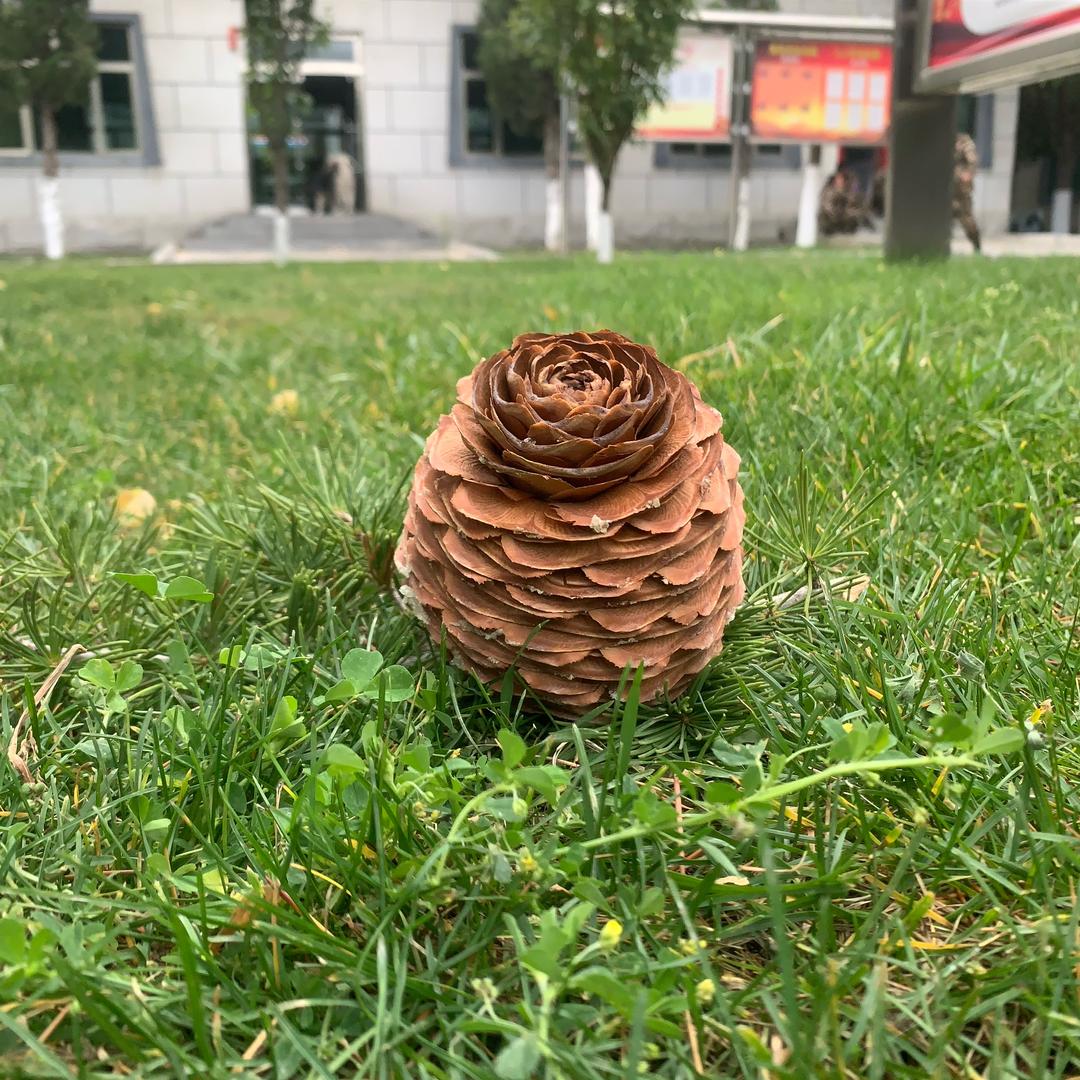 杨先生