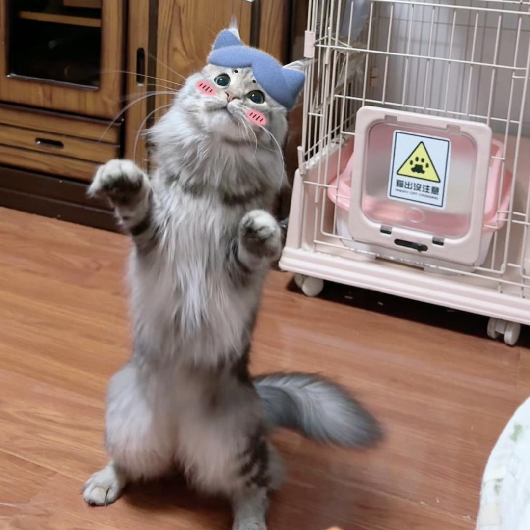 😾