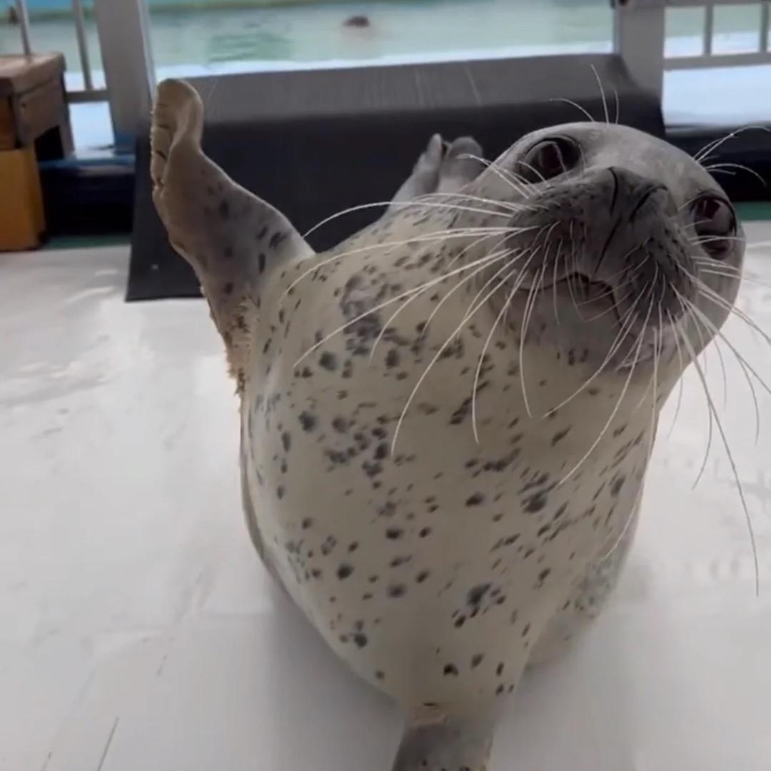 糖醋茶