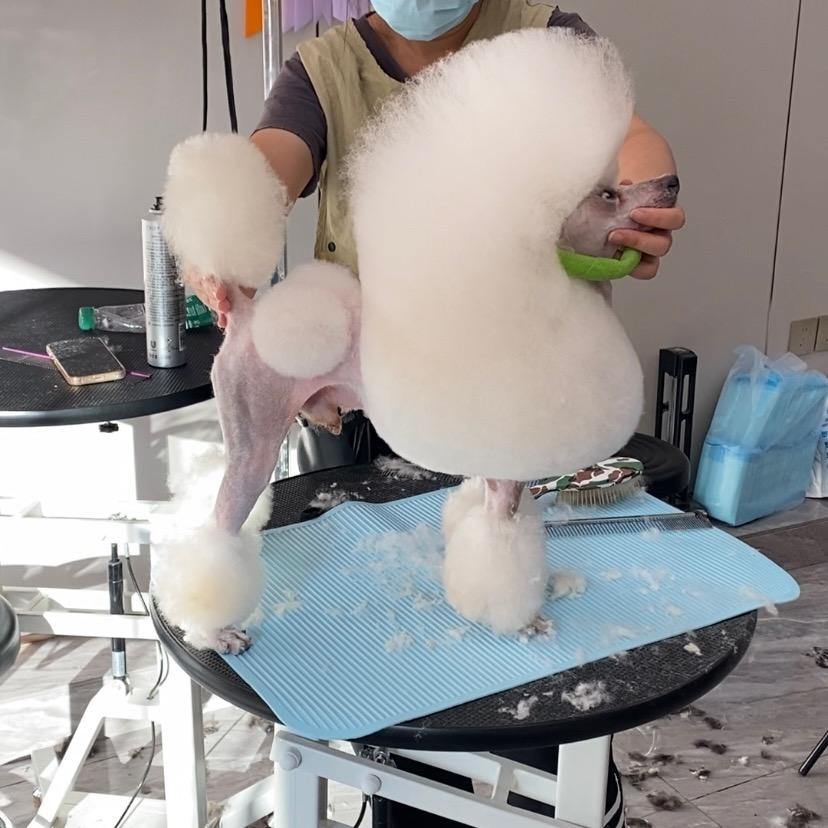 杭州小满宠物美容培训