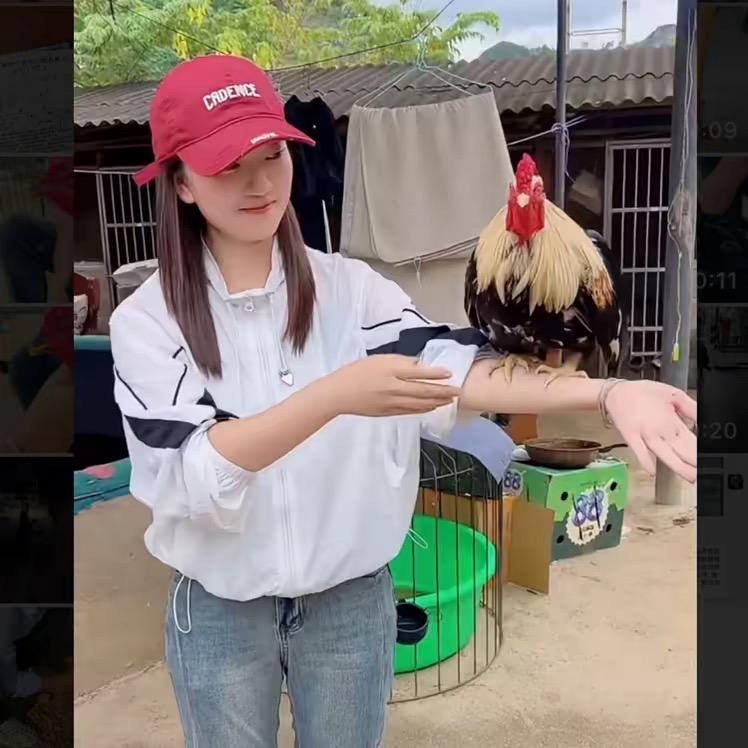 斗鸡直销（廖姐）