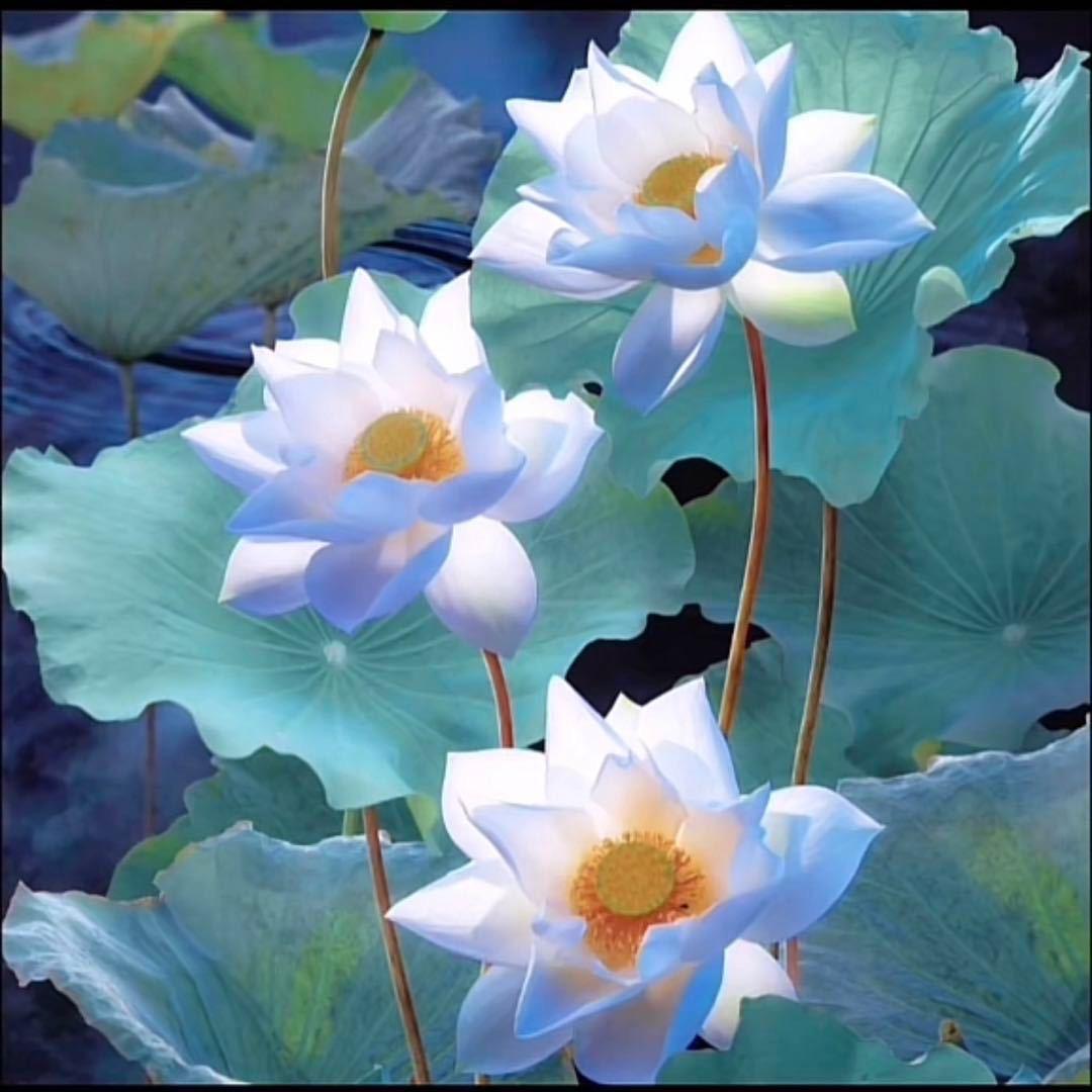 锤锤.