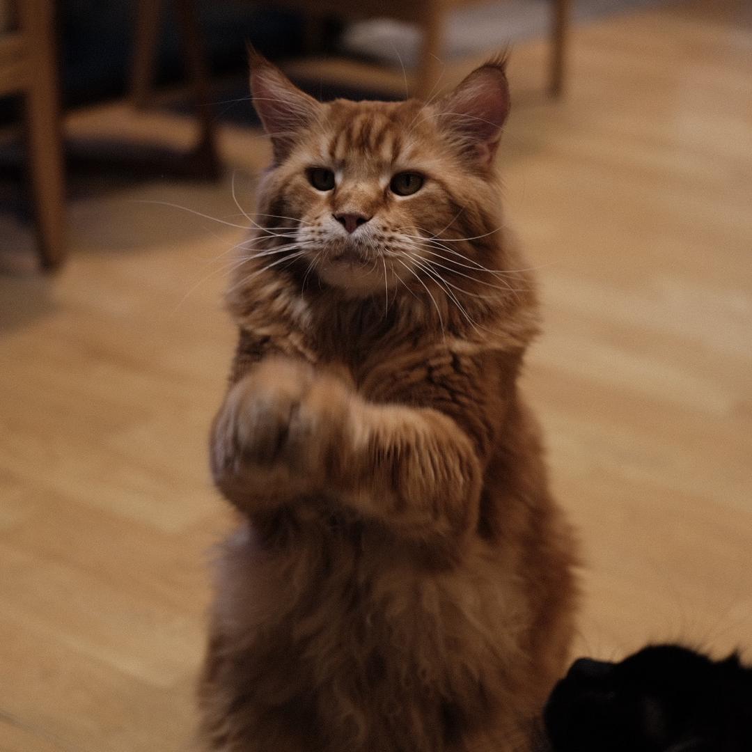 藏猫猫主题猫咖