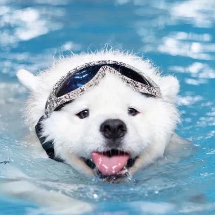 吃饭睡觉打阿噗