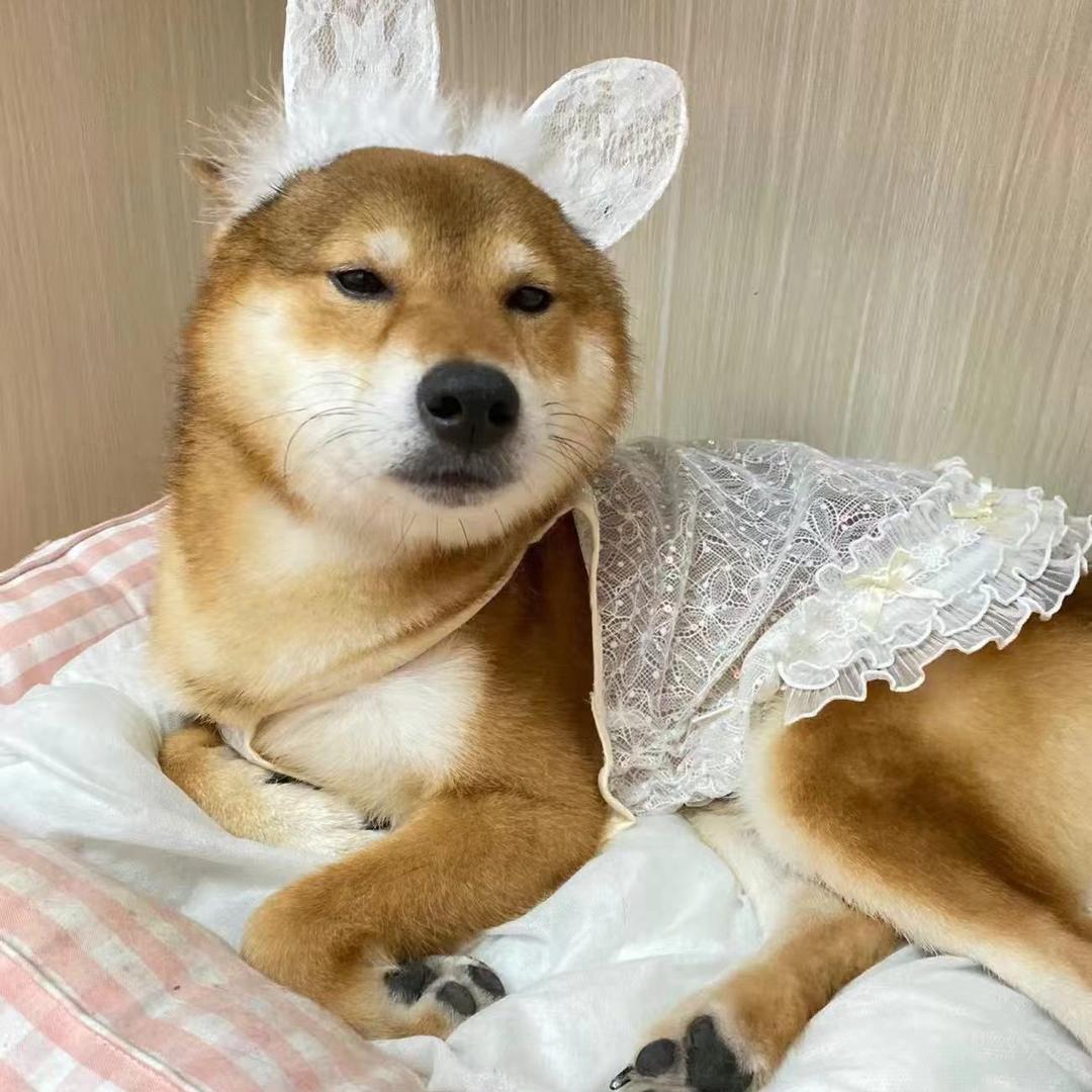 布鲁托🐶