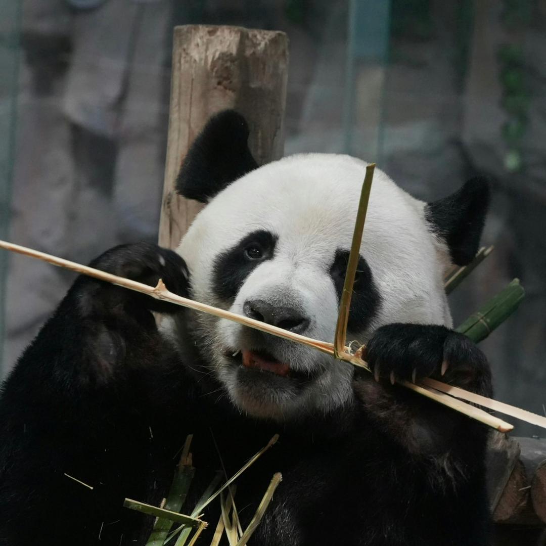以七.