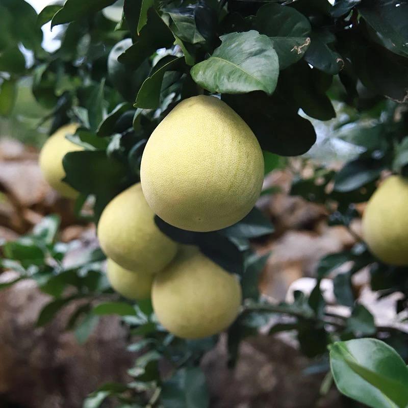 元元便民优品小铺