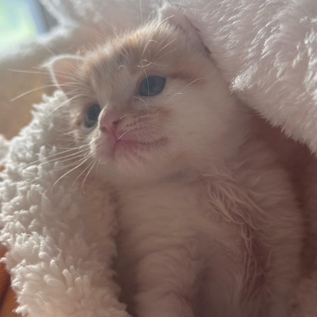 世界第一等小猫