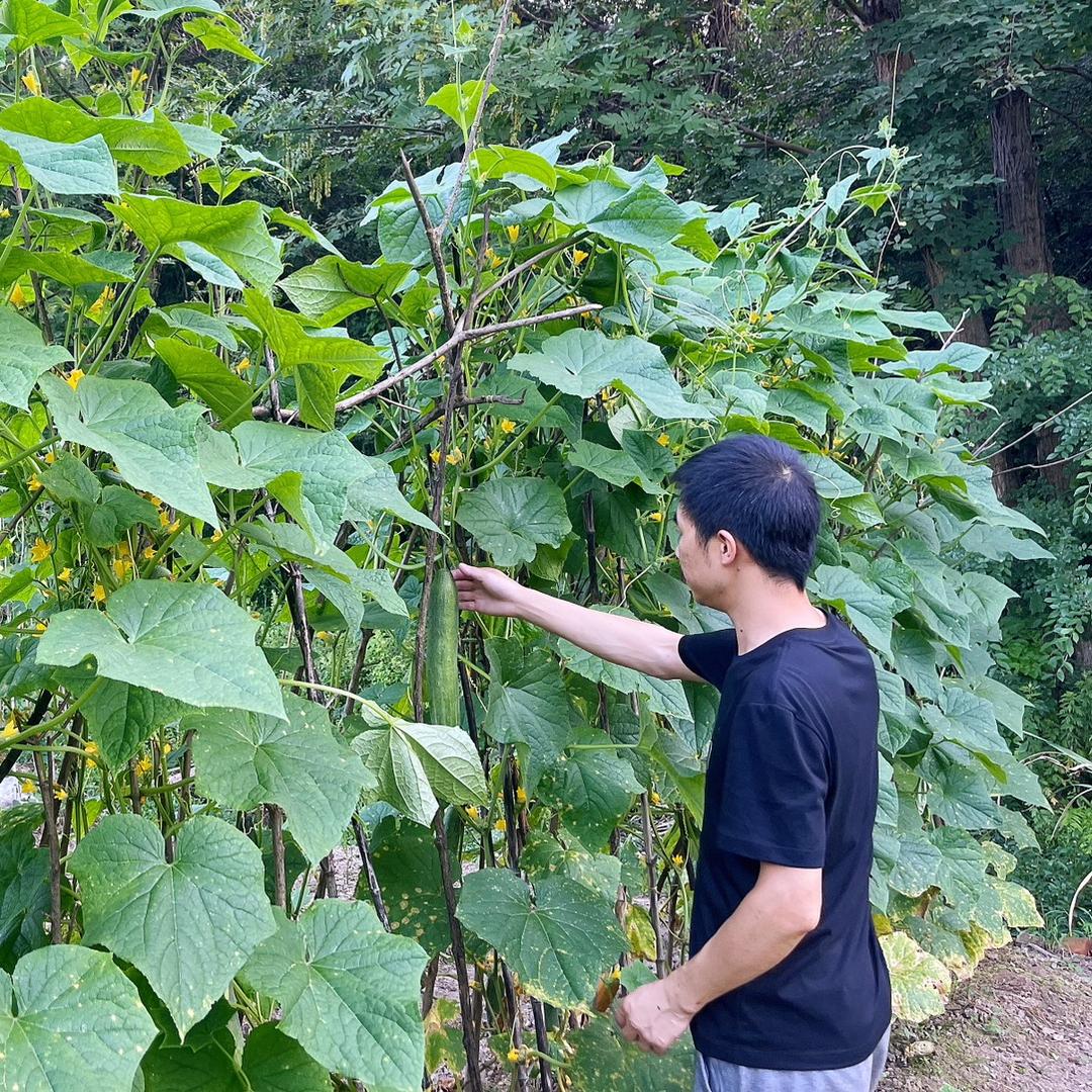 松哥小脆瓜