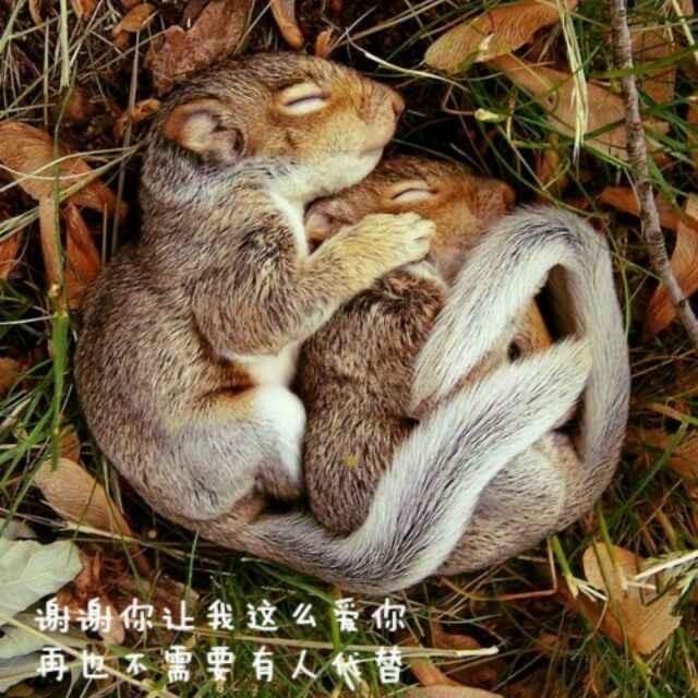 灰灰和猪优丫