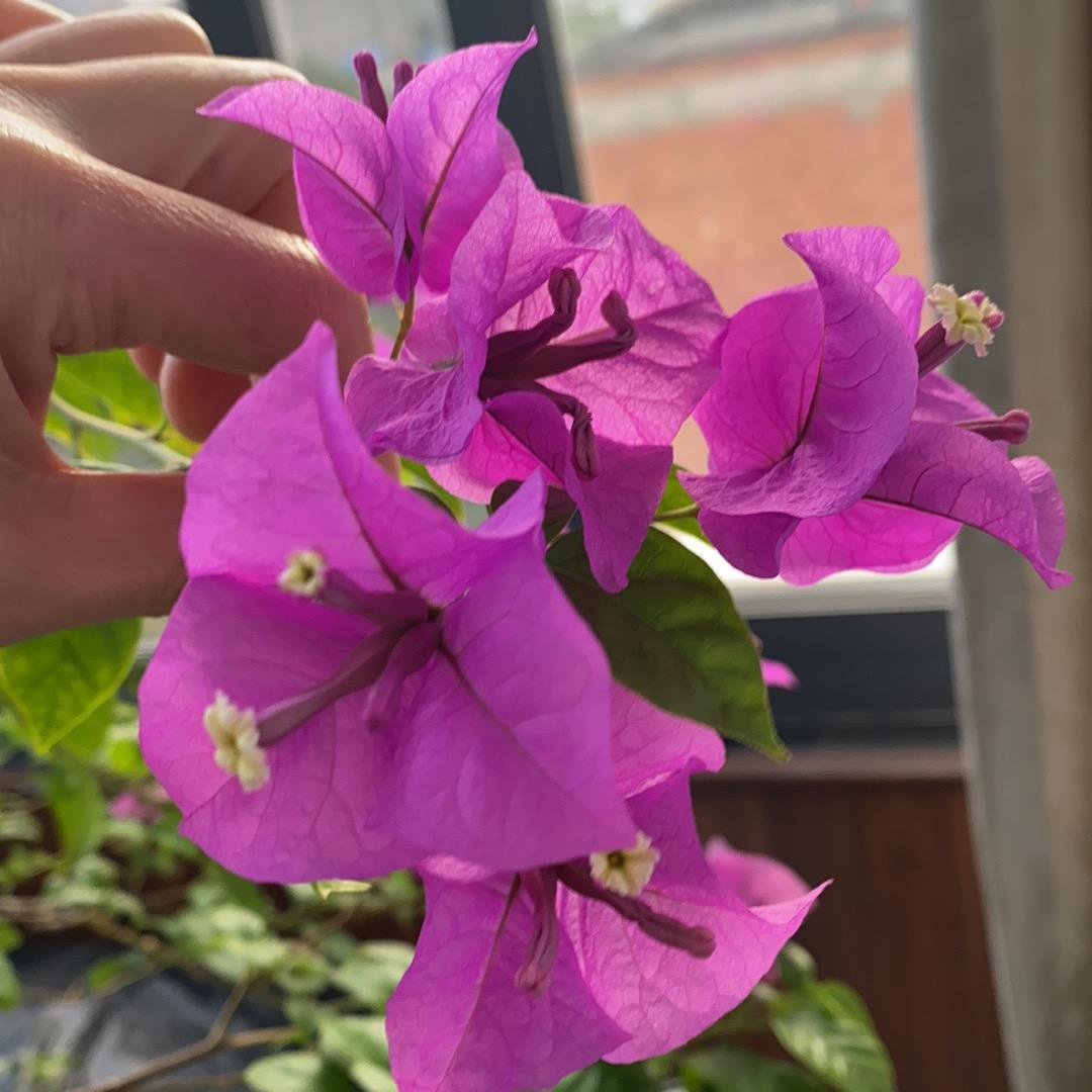 香儿莎(孝感商场店)官方号