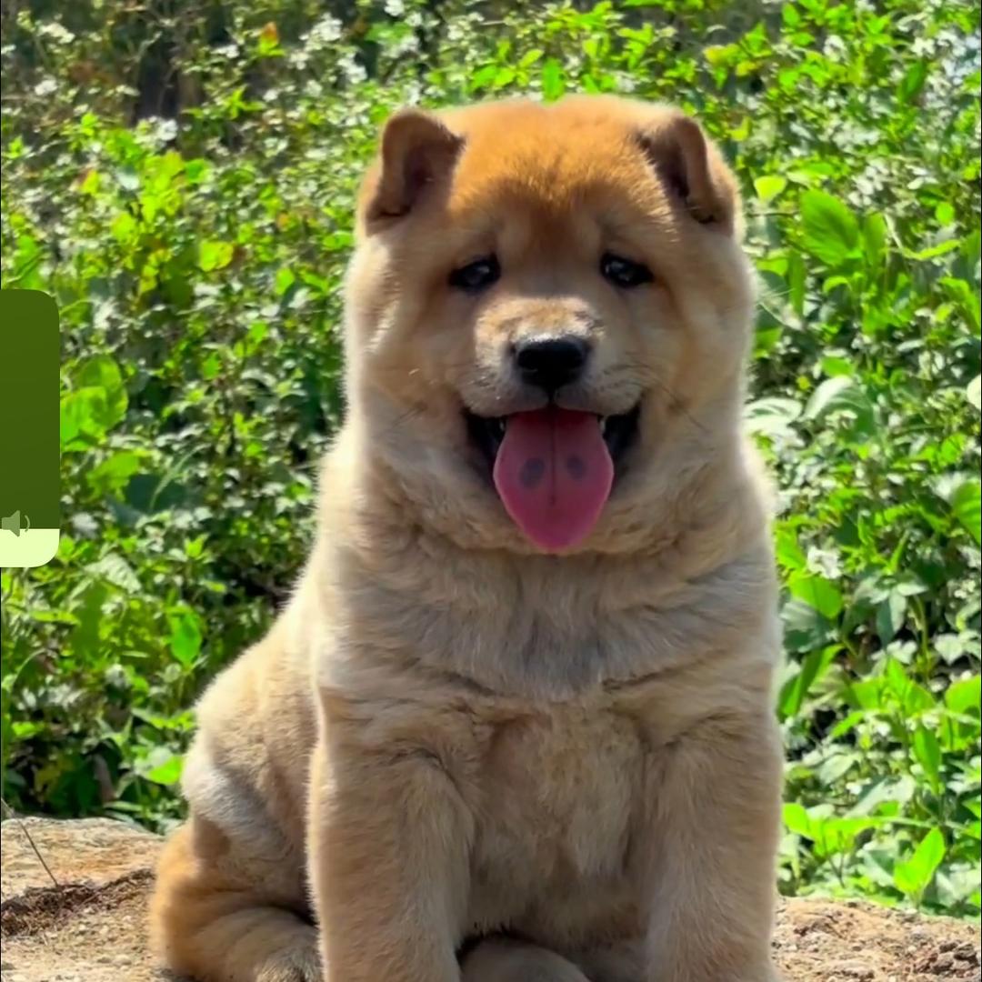 圆仔田园犬专场