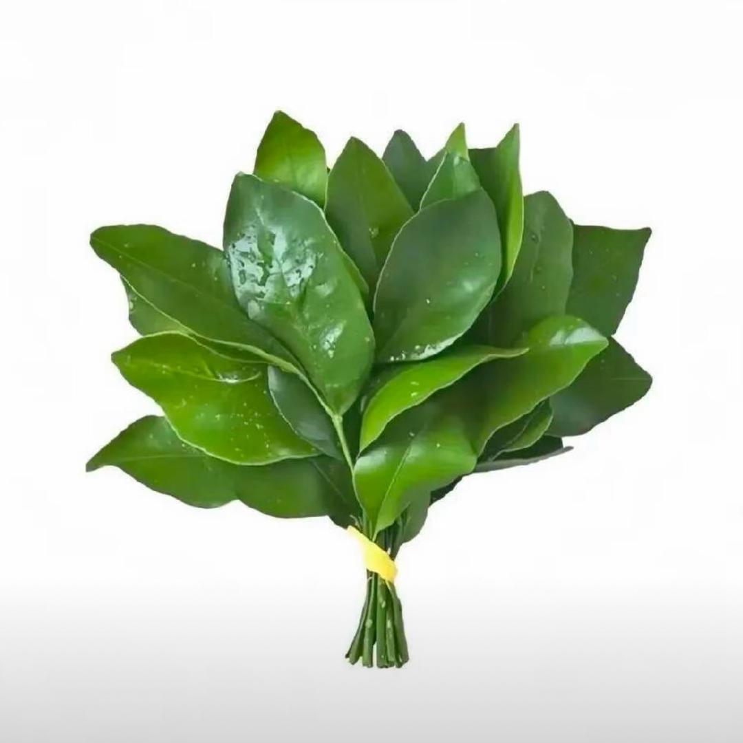 𝙃