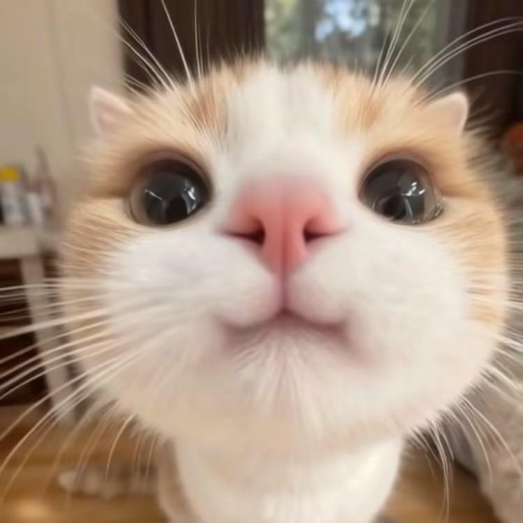 橙子🍊家庭猫舍（卖猫版）