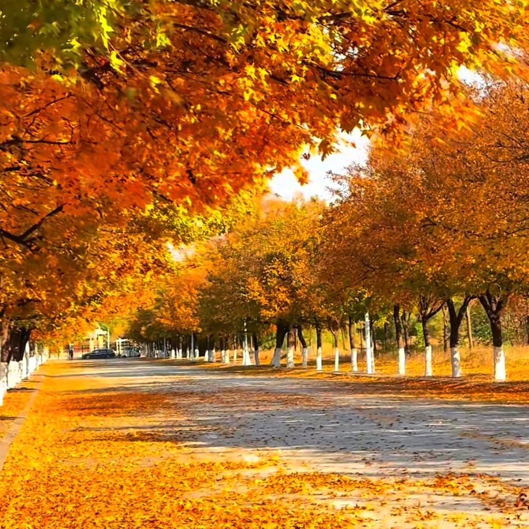 🌱᭄ོ٭࿆平安喜乐࿐