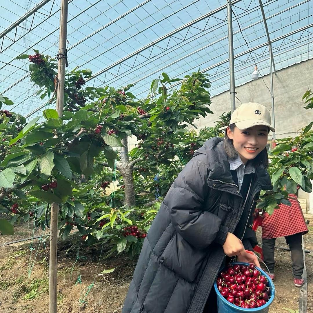 苏茂臻选大樱桃产地直发