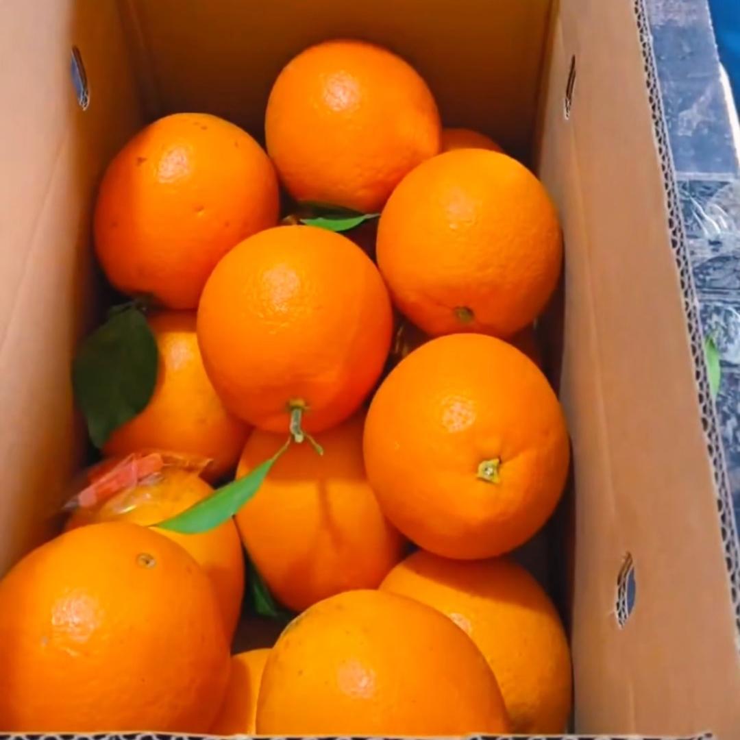 赣州脐橙2026年发财