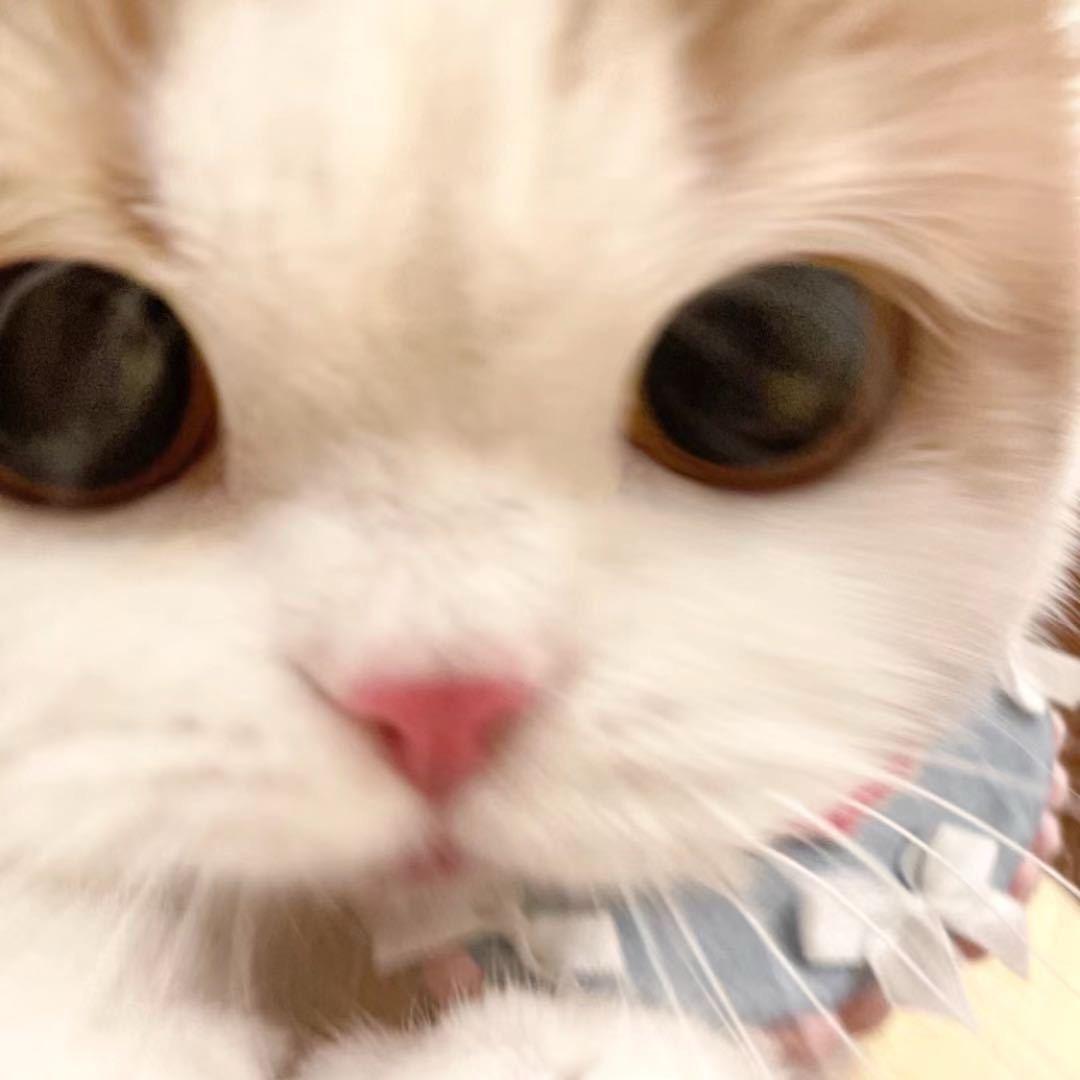 呆毛大王哭爆世界