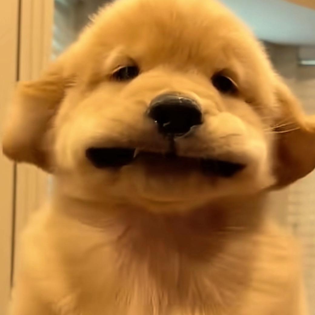 优秀的糊糊