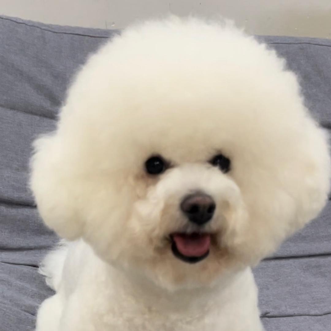 糯米是比熊