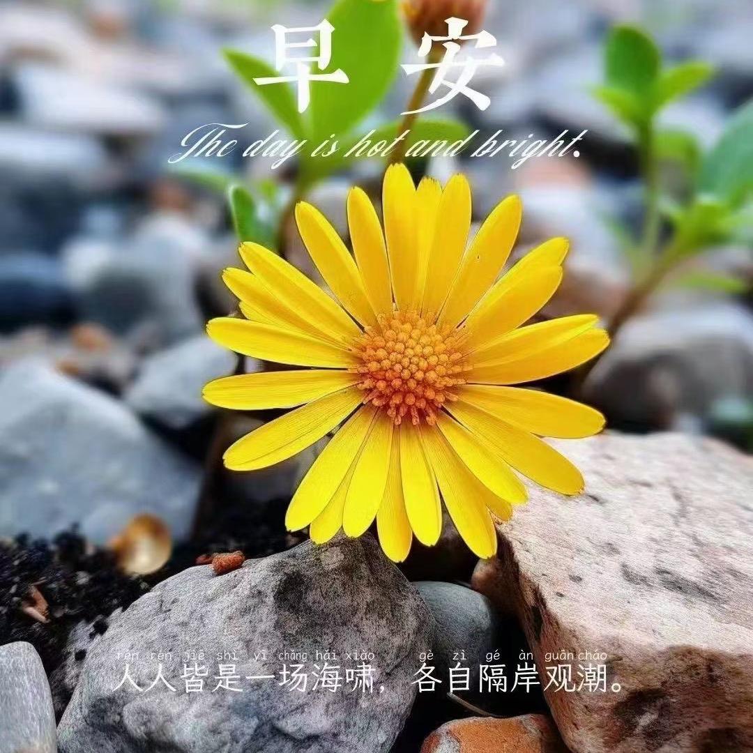 🌸এ᭄ོ事事顺心