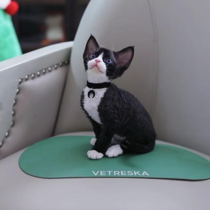 北京耶耶卷猫舍～红红姐